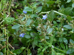 Hydrolea zeylanica