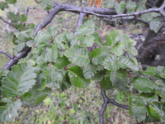 Nothofagus pumilio