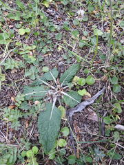 Adenocaulon chilense