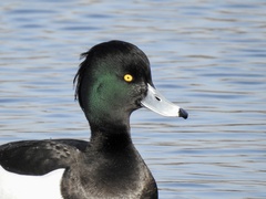 Aythya fuligula