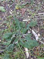 Adenocaulon chilense