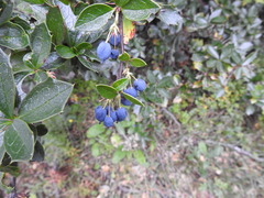 Berberis ilicifolia