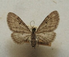 Eupithecia annulata