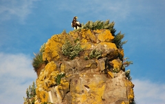 Haliaeetus pelagicus