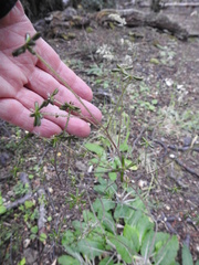 Adenocaulon chilense