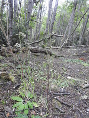 Adenocaulon chilense