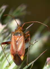 Adelphocoris vandalicus