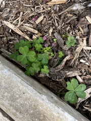 Oxalis