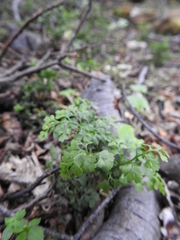 Asplenium dareoides