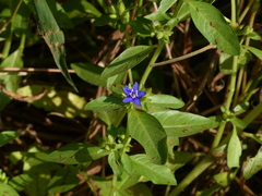 Hydrolea zeylanica