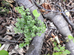 Asplenium dareoides
