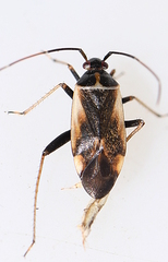 Adelphocoris seticornis