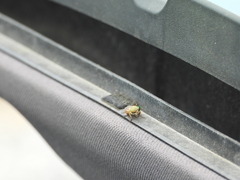 Tabanus nigrovittatus