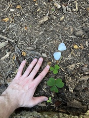 Oxalis