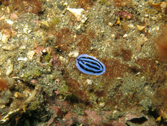 Phyllidiopsis annae