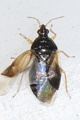Anthocoridae