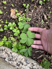 Oxalis