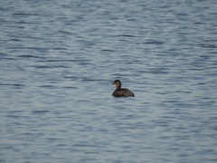 Tachybaptus ruficollis