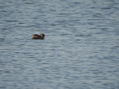 Tachybaptus ruficollis