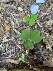 Oxalis