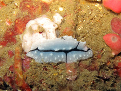 Phyllidiopsis shireenae