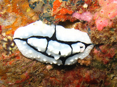 Phyllidiopsis shireenae