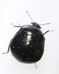 Coptosoma scutellatum