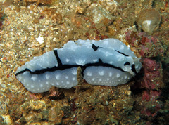 Phyllidiopsis shireenae