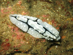 Phyllidiopsis shireenae