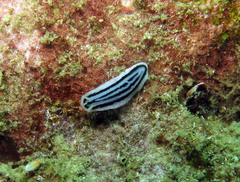 Phyllidiopsis xishaensis