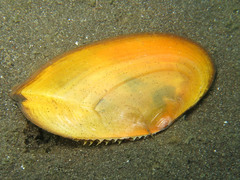 Phylloda foliacea