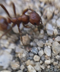 Polyergus rufescens