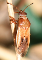 Cymus melanocephalus