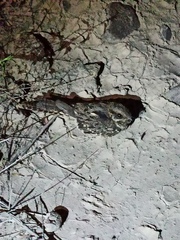 Hydropsalis torquata
