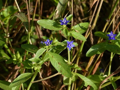 Hydrolea zeylanica