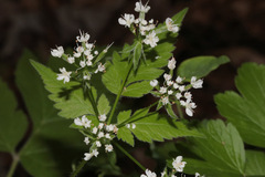 Osmorhiza longistylis