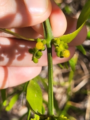 Phoradendron quadrangulare