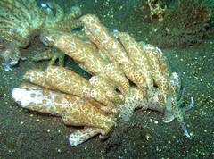 Phyllodesmium longicirrum