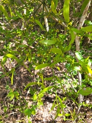 Phoradendron quadrangulare