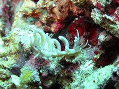 Phyllodesmium pecten