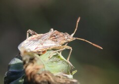 Stictopleurus abutilon