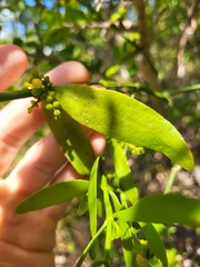 Phoradendron quadrangulare