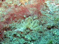 Phyllodesmium