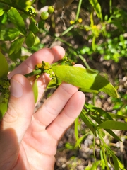Phoradendron quadrangulare