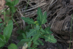 Oxybasis glauca