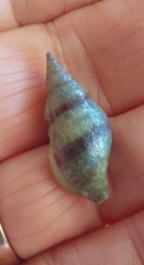 Buccinulum vittatum bicinctum