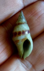 Buccinulum vittatum bicinctum