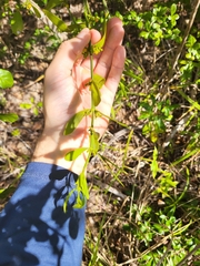 Phoradendron quadrangulare