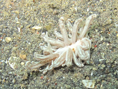 Phyllodesmium lizardense