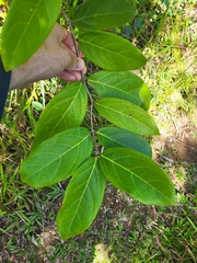 Heteropterys laurifolia